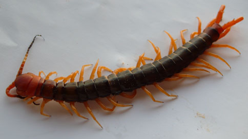Centipede Mouth