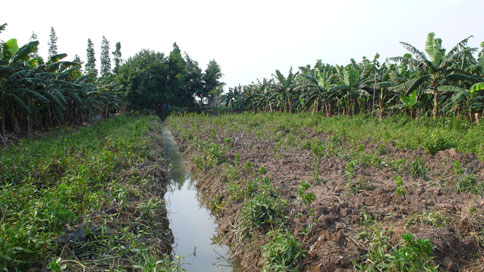 farmland